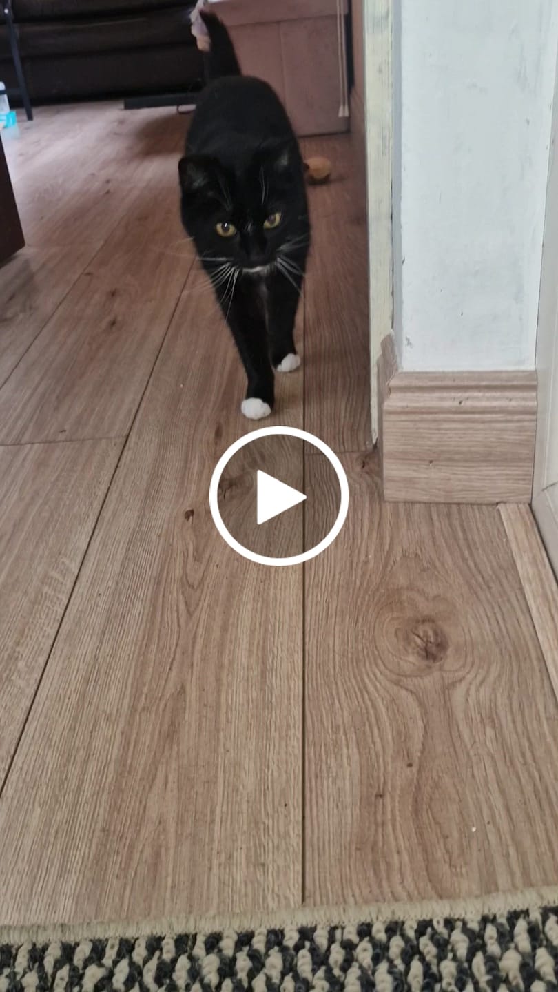 Customer video review of Tester Kit Bold