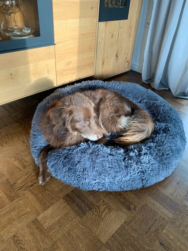 Customer photo review of Puppery Hundebett Wolke 7 - Das Original