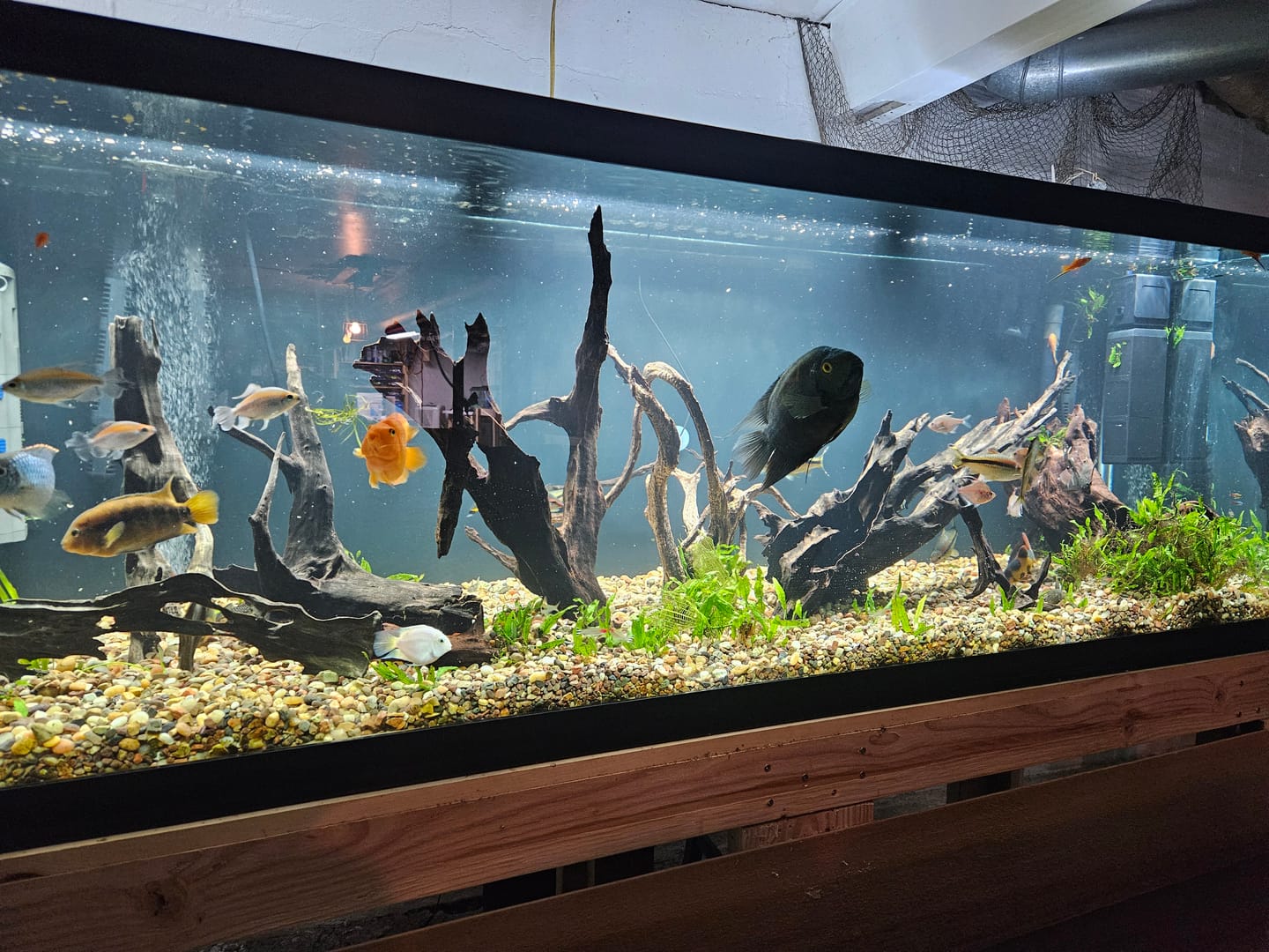 Customer photo review of Shark PRO