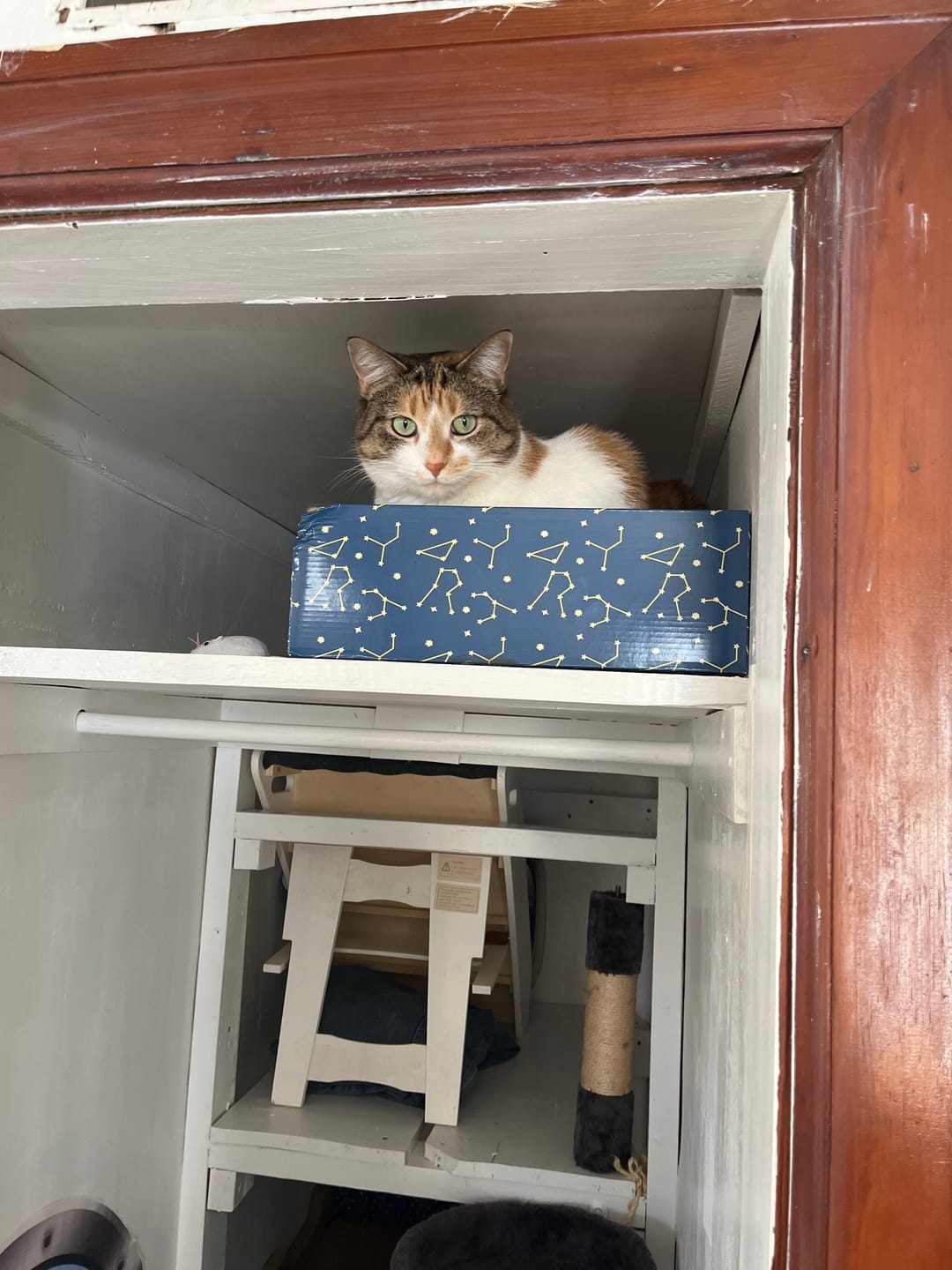 Customer photo review of Cat Cold, Sneezing & Respiratory Support Remedy