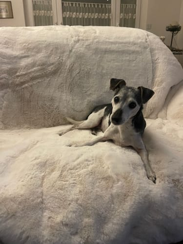 Kundenbewertung mit Foto zu CAILY | Hundedecke & Sofaschutz – Wasserdicht, waschbar & super weich