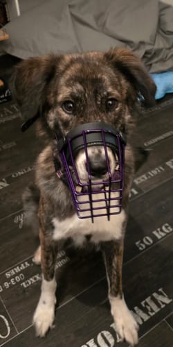 Customer photo review of Maulkorbberatung (online)