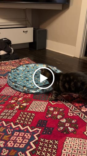 Customer video review of SPEEDY TAIL 2.0