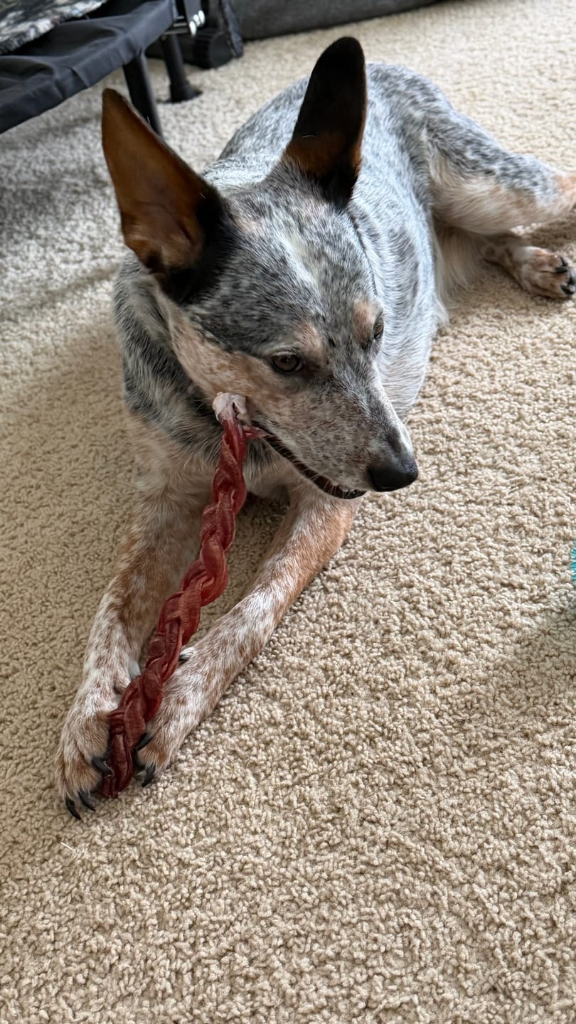 Customer photo review of 6 Inch Jumbo Braided Bully Stick
