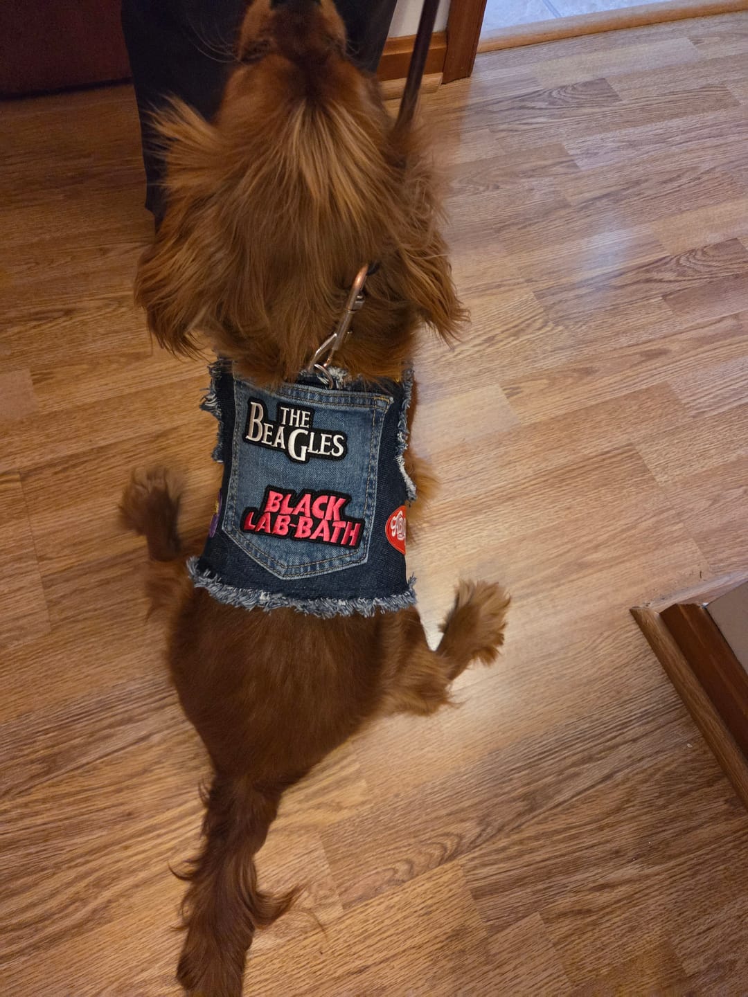 Customer photo review of Ruff & Roll Harness