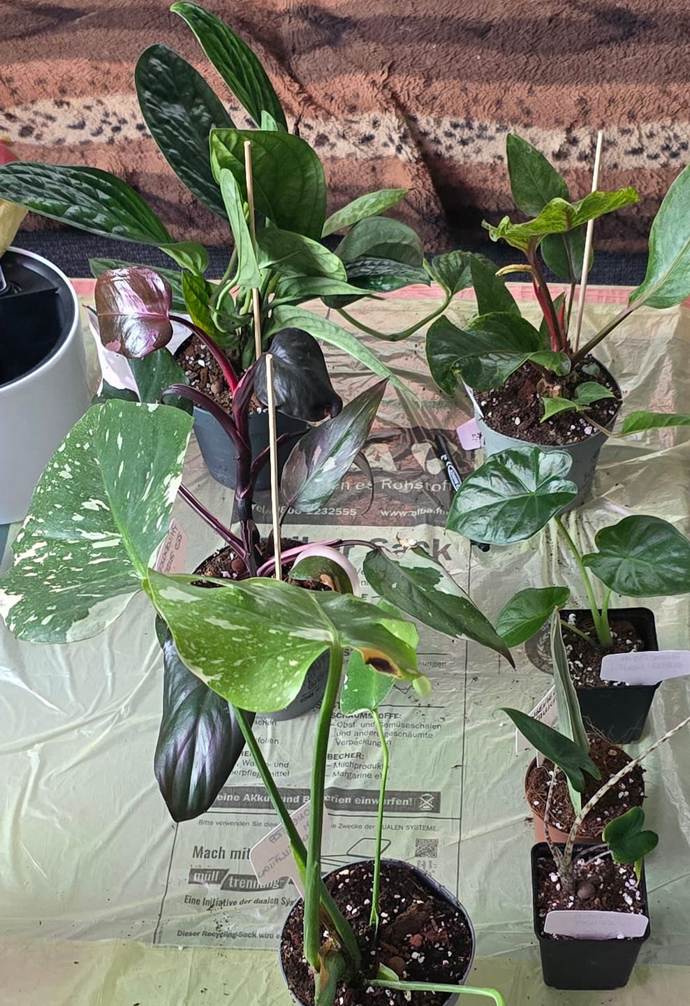 Customer photo review of SAD-PLANT-SET