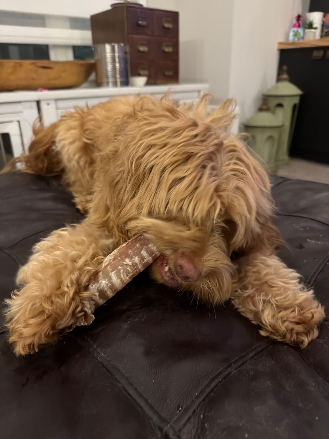Customer photo review of 6 Inch Beef Trachea