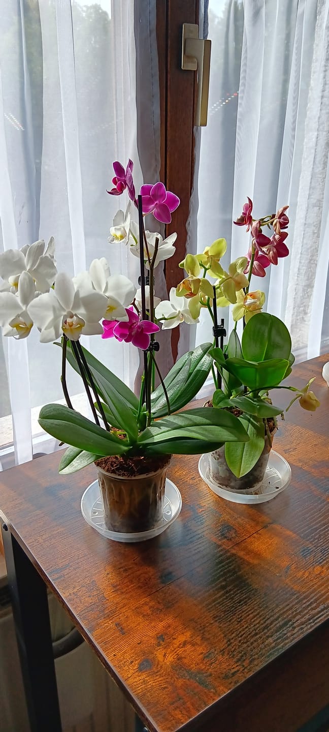 Customer photo review of Cocktail Orchideen im 2er Set mit 3+ Rispen inkl. Keramik