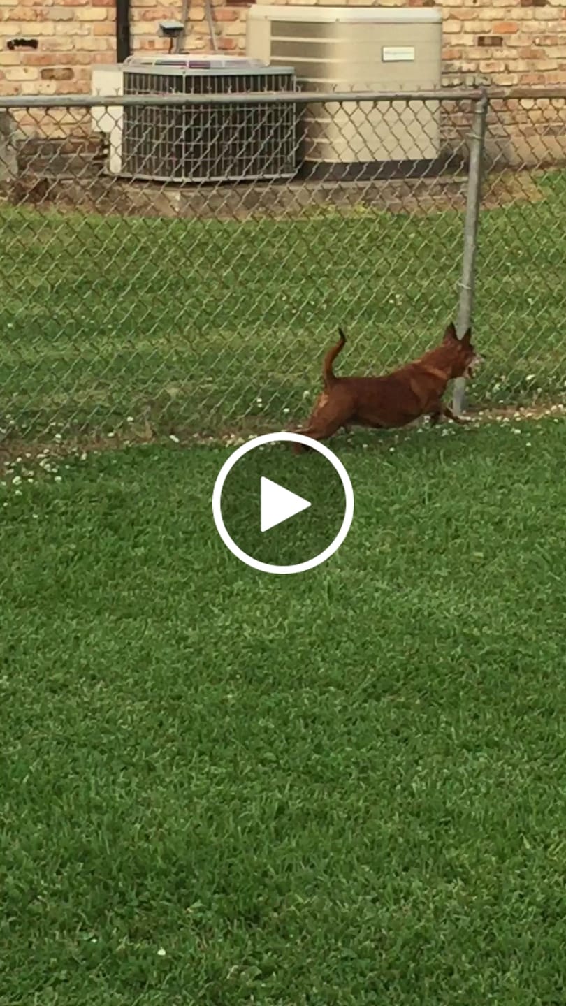 Customer video review of NEW* Golden Drops Senior Dog Formula