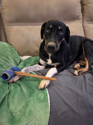 Customer photo review of Small Bully Sticks 5-6"