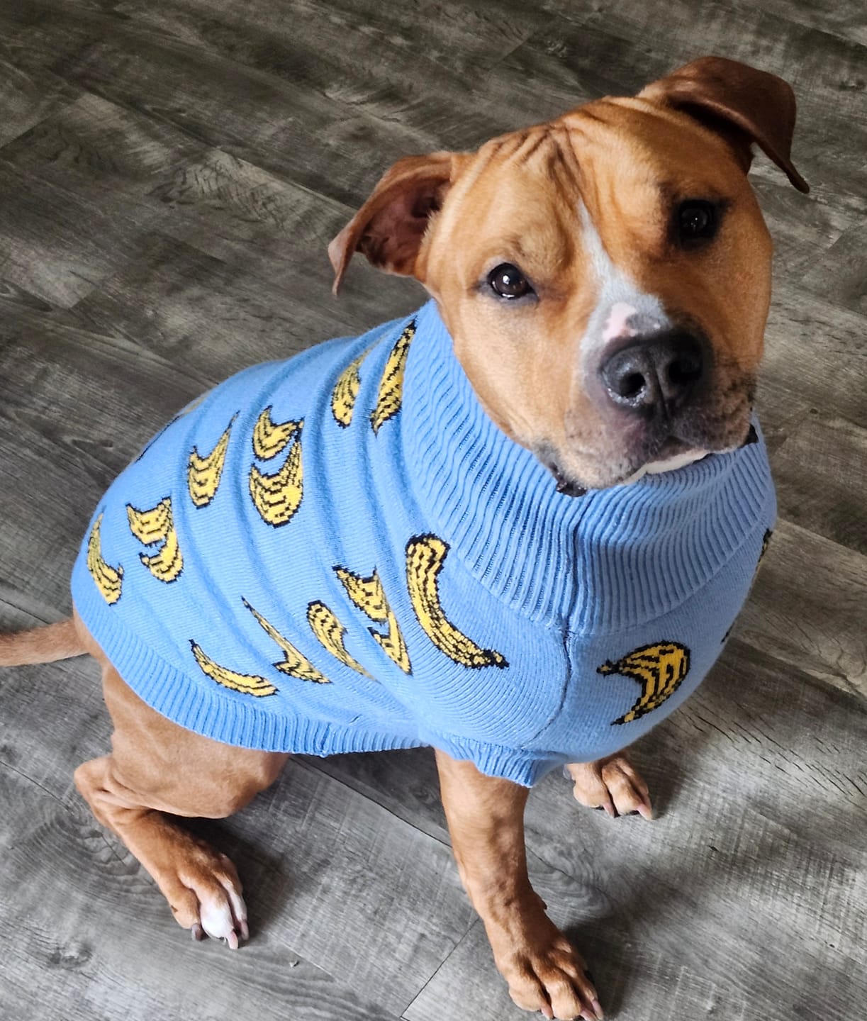 Customer photo review of Banana Knit Dog Sweater