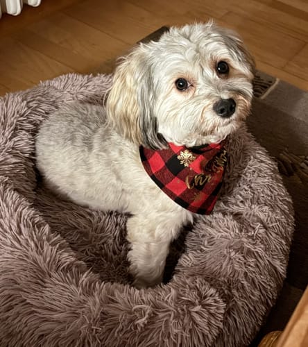 Customer photo review of Puppery Hundebett Wolke 7 - Das Original