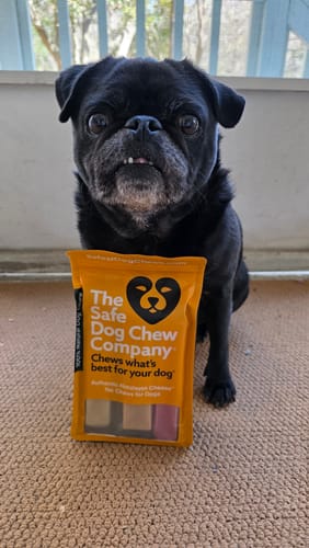 Customer's black pug sitting on a floor behind a package of Long-Lasting Yak Chews.