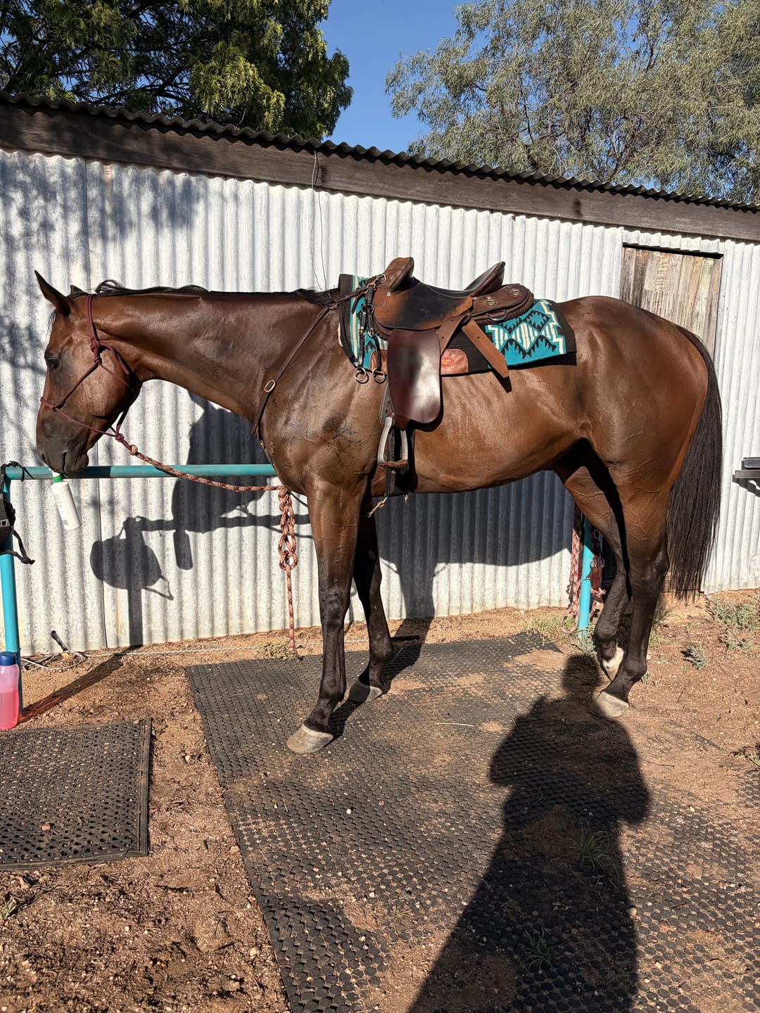Customer photo review of Digestive EQ
