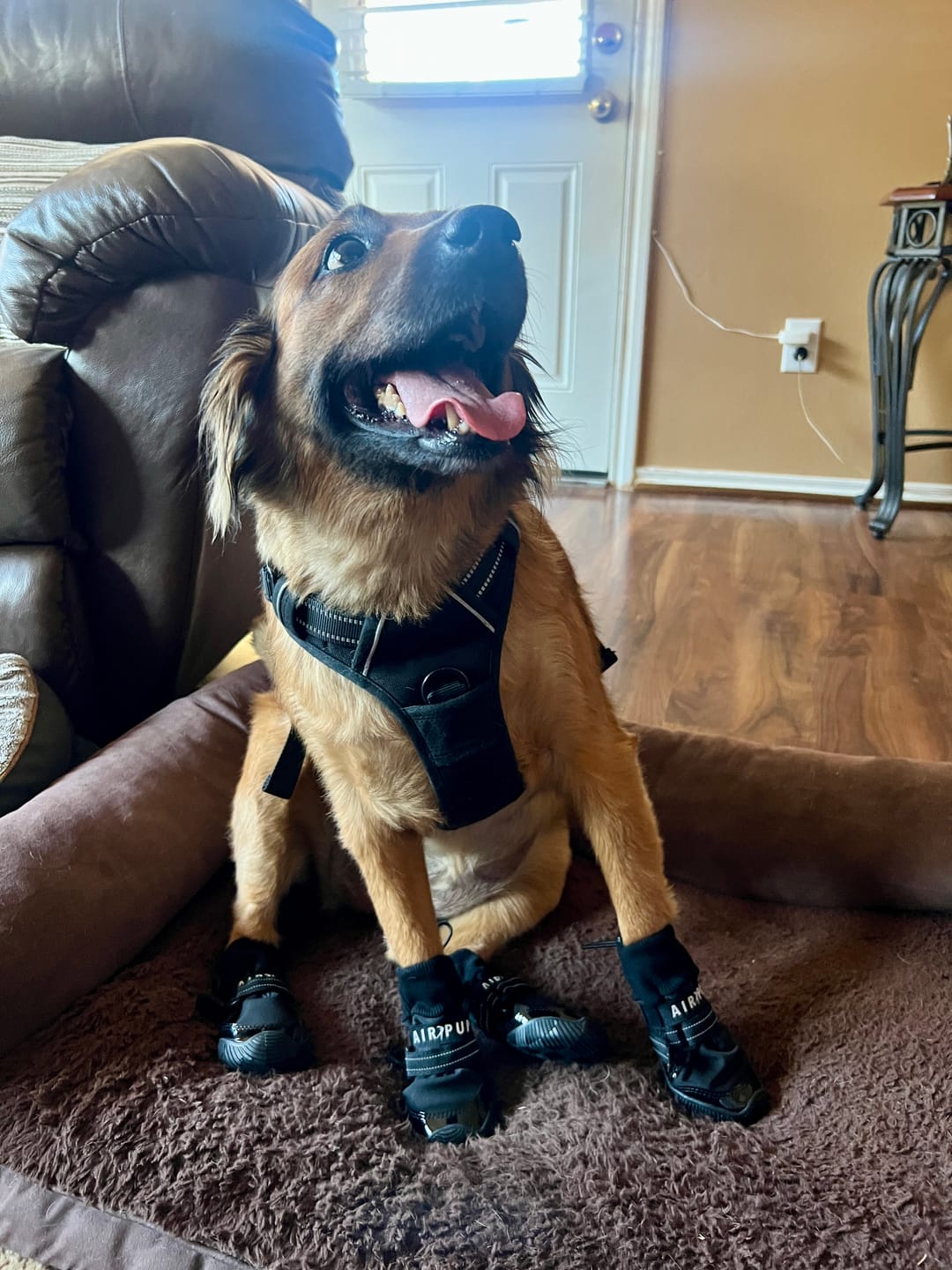 Customer photo review of AIR PUP DOG BOOTS - SET OF 4