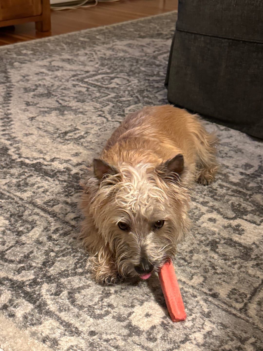 Customer photo review of Strawberry Yak Chews