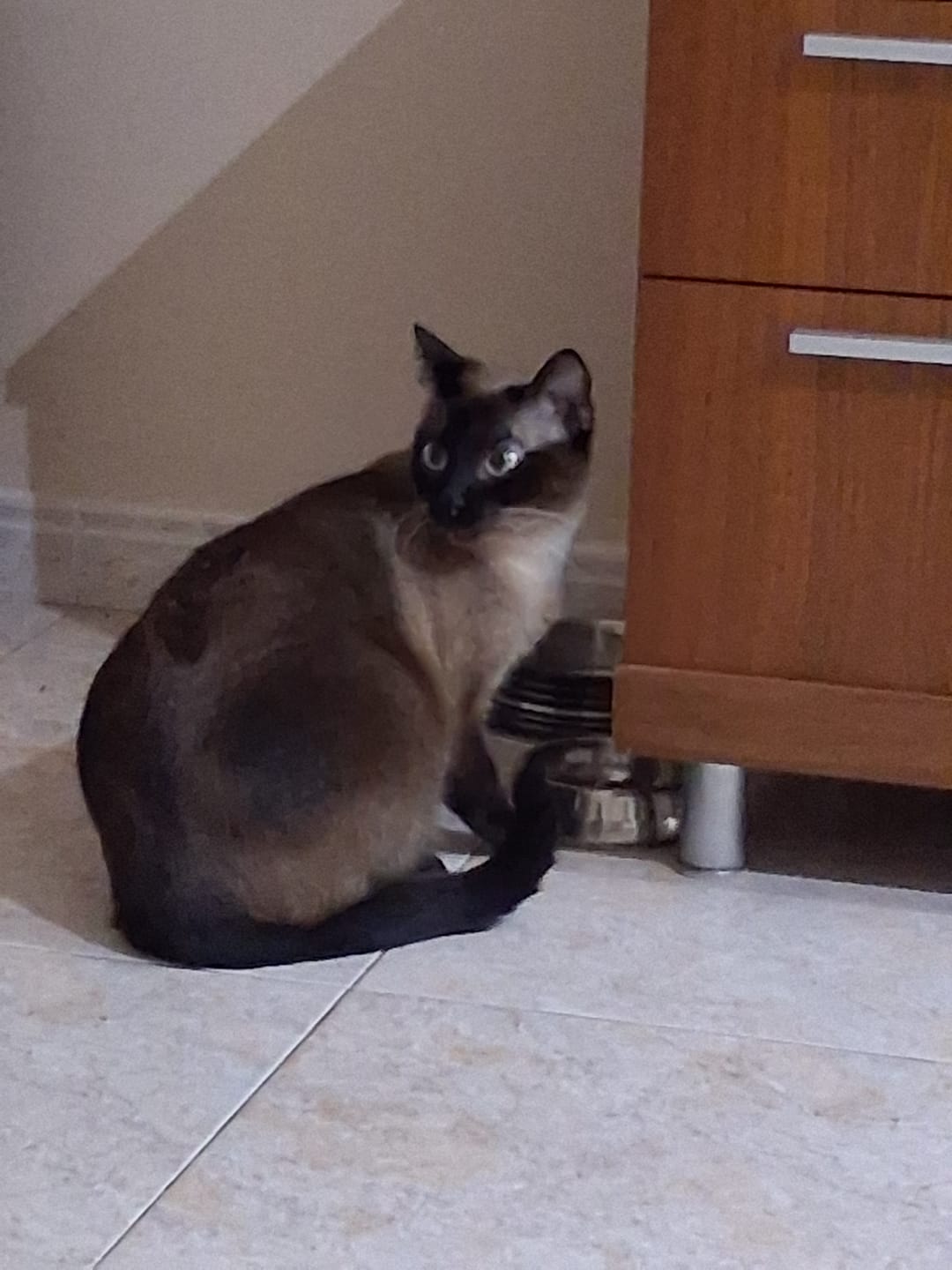 Customer photo review of Grain Free Cat Sterilized