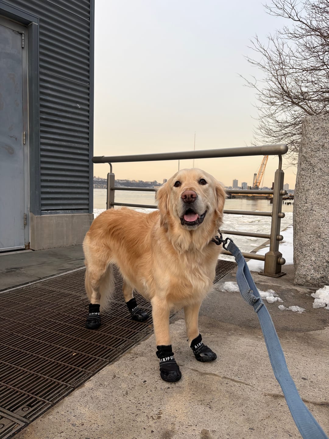 Customer photo review of AIR PUP DOG BOOTS - SET OF 4