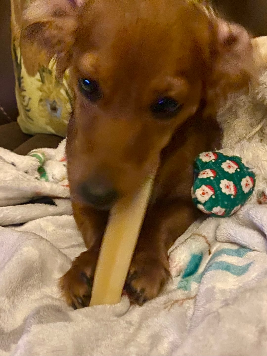 Customer photo review of Regular/Unflavored Himalayan Yak Chews | 6-Sizes (for Small to Big Dogs)