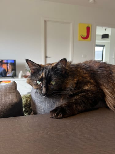 Customer photo review of 1 Month Supply – 1 Cat