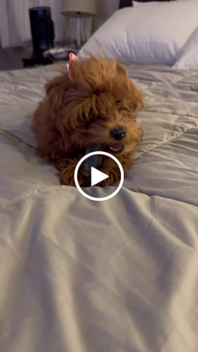 Customer video review of Blueberry Yak Chews