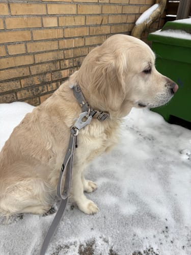 Customer photo review of Extreme Silver Buckle Safe Grått - Säkert reflexhalsband