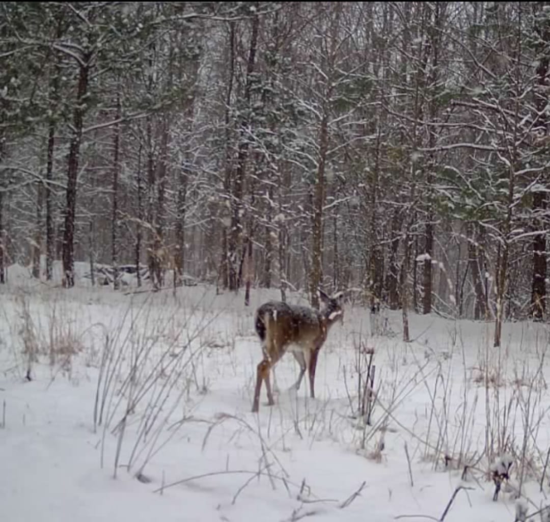 Customer photo review of Bundle Savings! TACTACAM Reveal Ultra Cellular Trail Camera with Solar Panel, Lipo Battery, SD Card, Steel Reinforced Strap and Cleaning Cloth