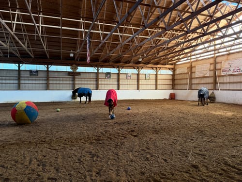 Customer photo review of Hay Chix® Buckle Safety Covers