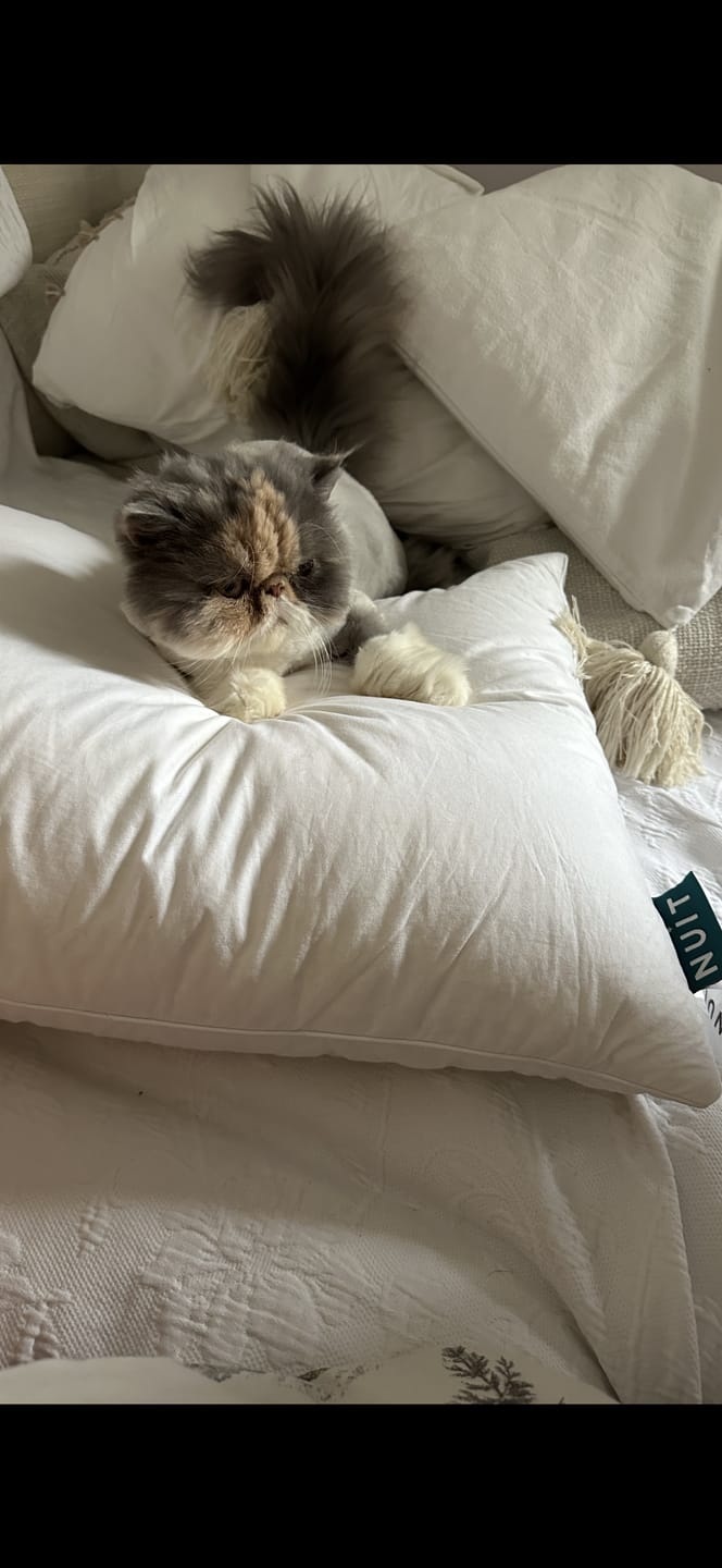 Customer photo review of Pernă Plume Puf