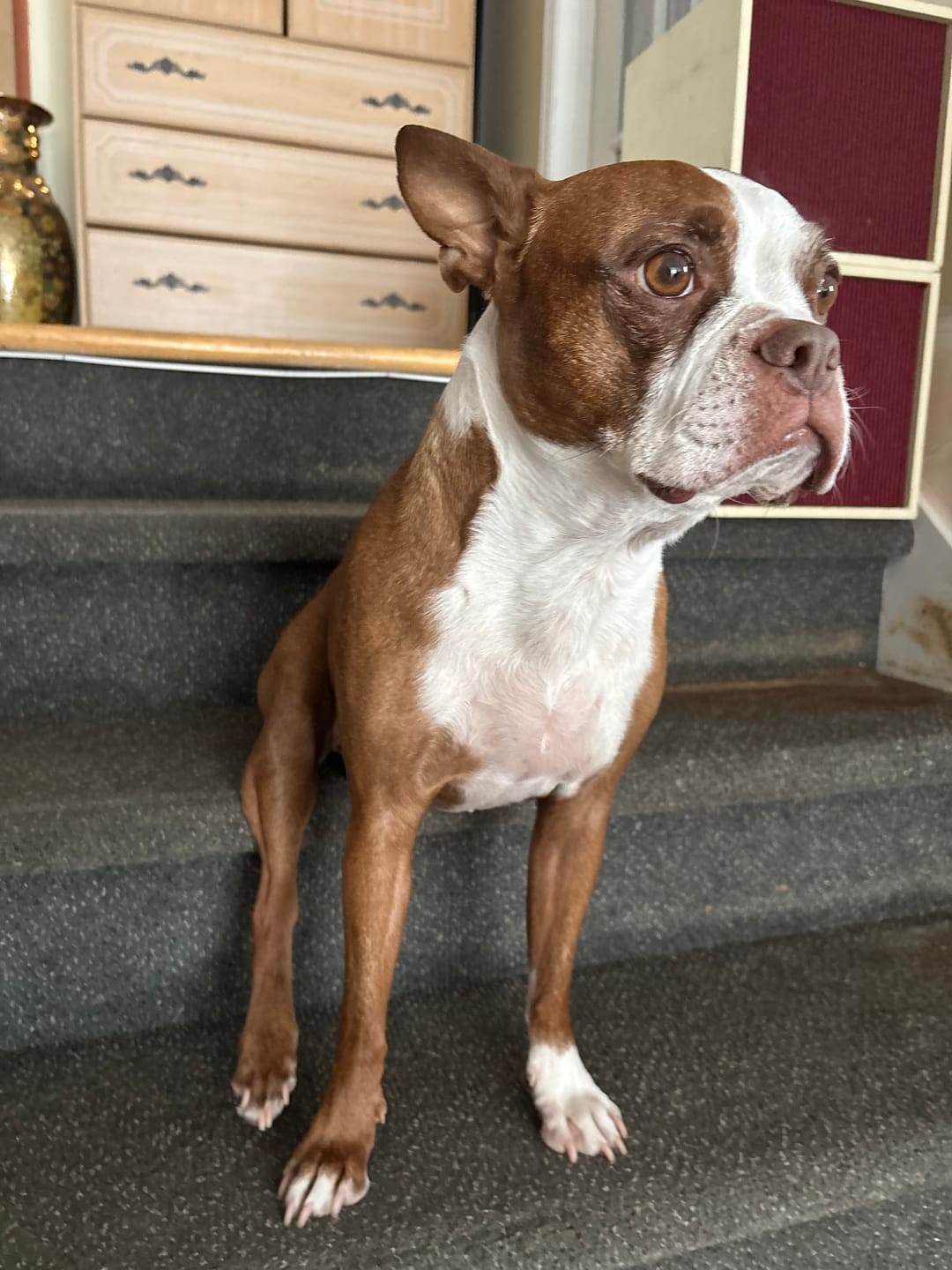 Customer photo review of Horizon Legacy - Nourriture pour chien haut de gamme