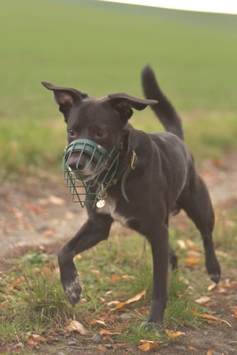 Customer photo review of „All in one“ Maulkorb