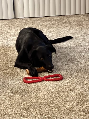 Customer's black dog on a carpet, holding a Smoked Beef Marrow Bone between its paws.
