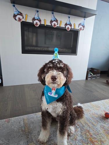 Customer photo review of Standard Personalized Dog Party Pack