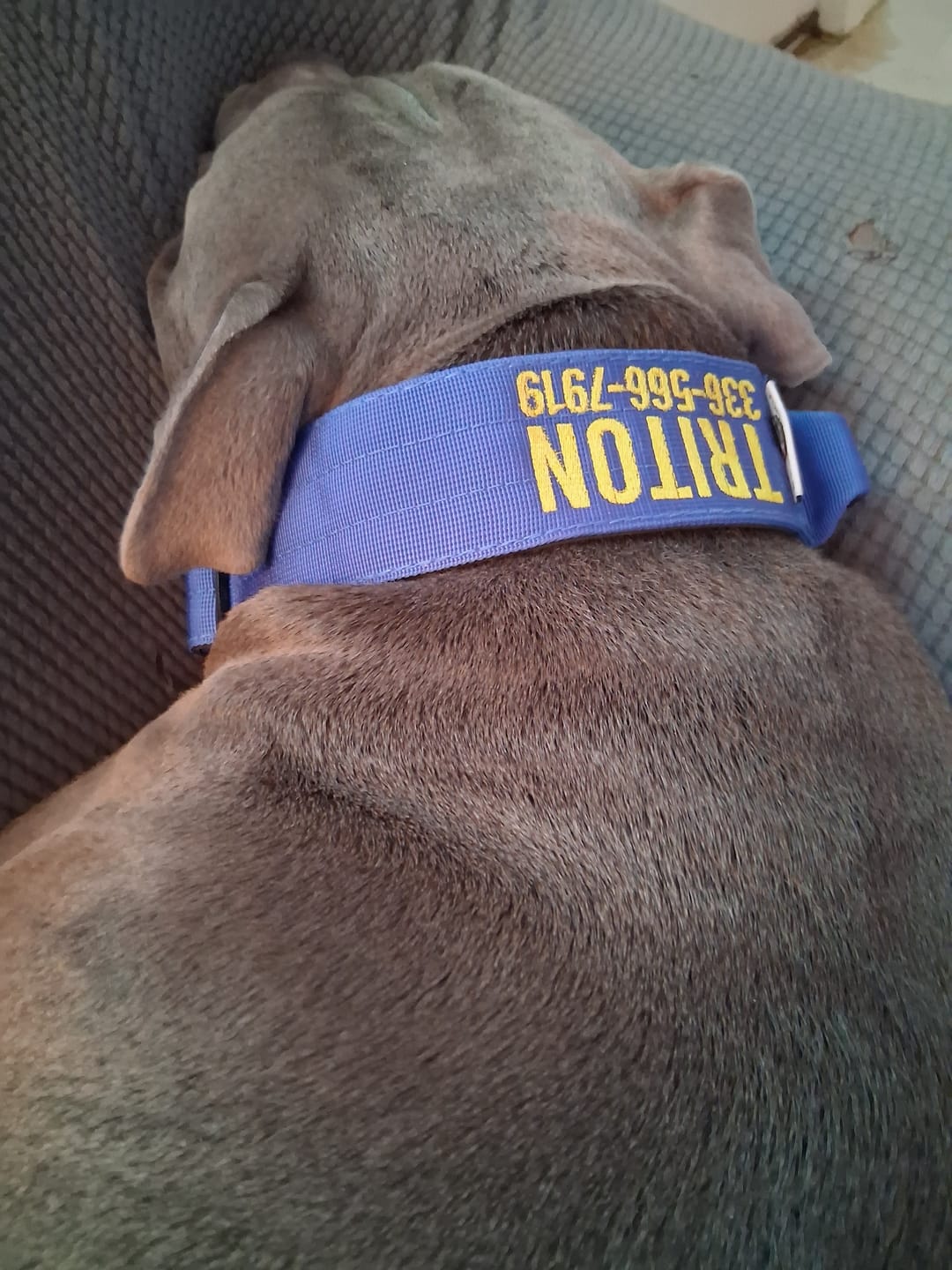 Customer photo review of Blue Bully Proof Collar