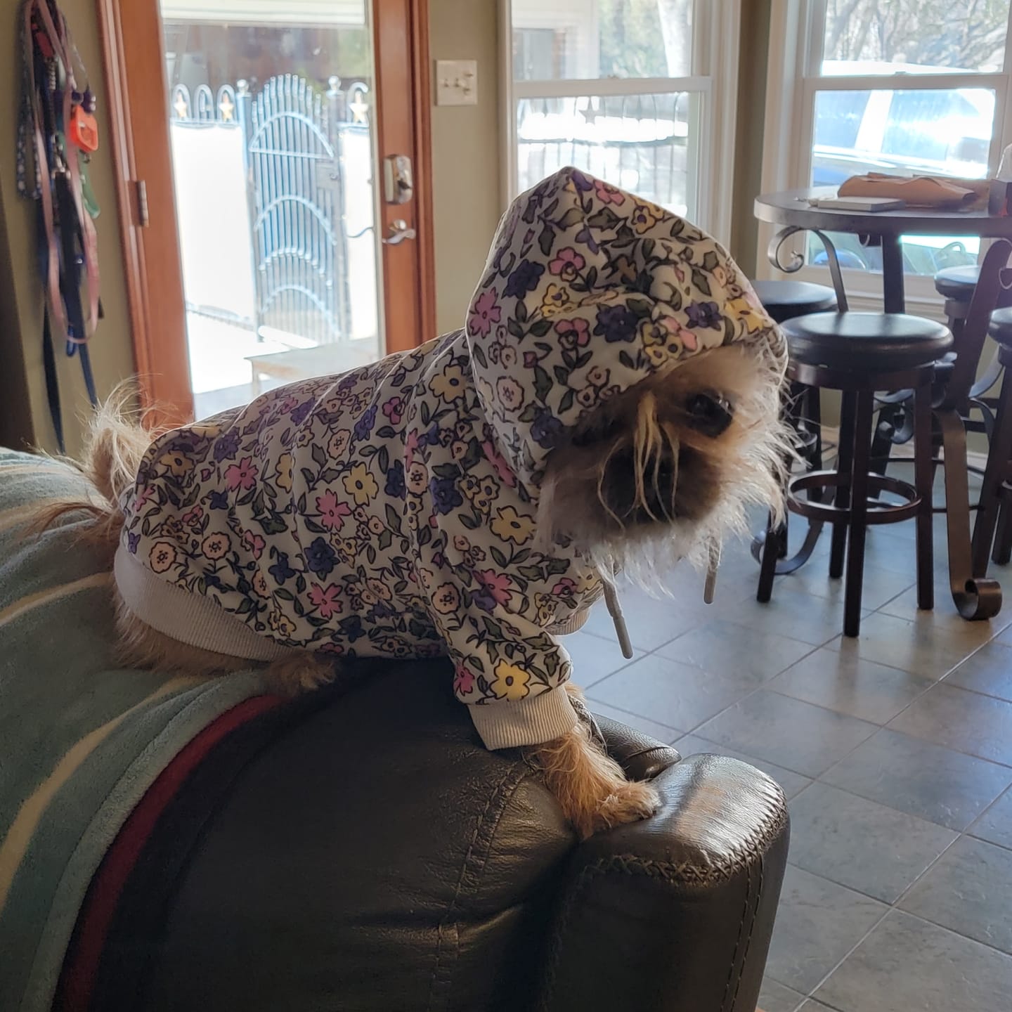 Customer photo review of Vintage Flower Dog Hoodie - Light Grey