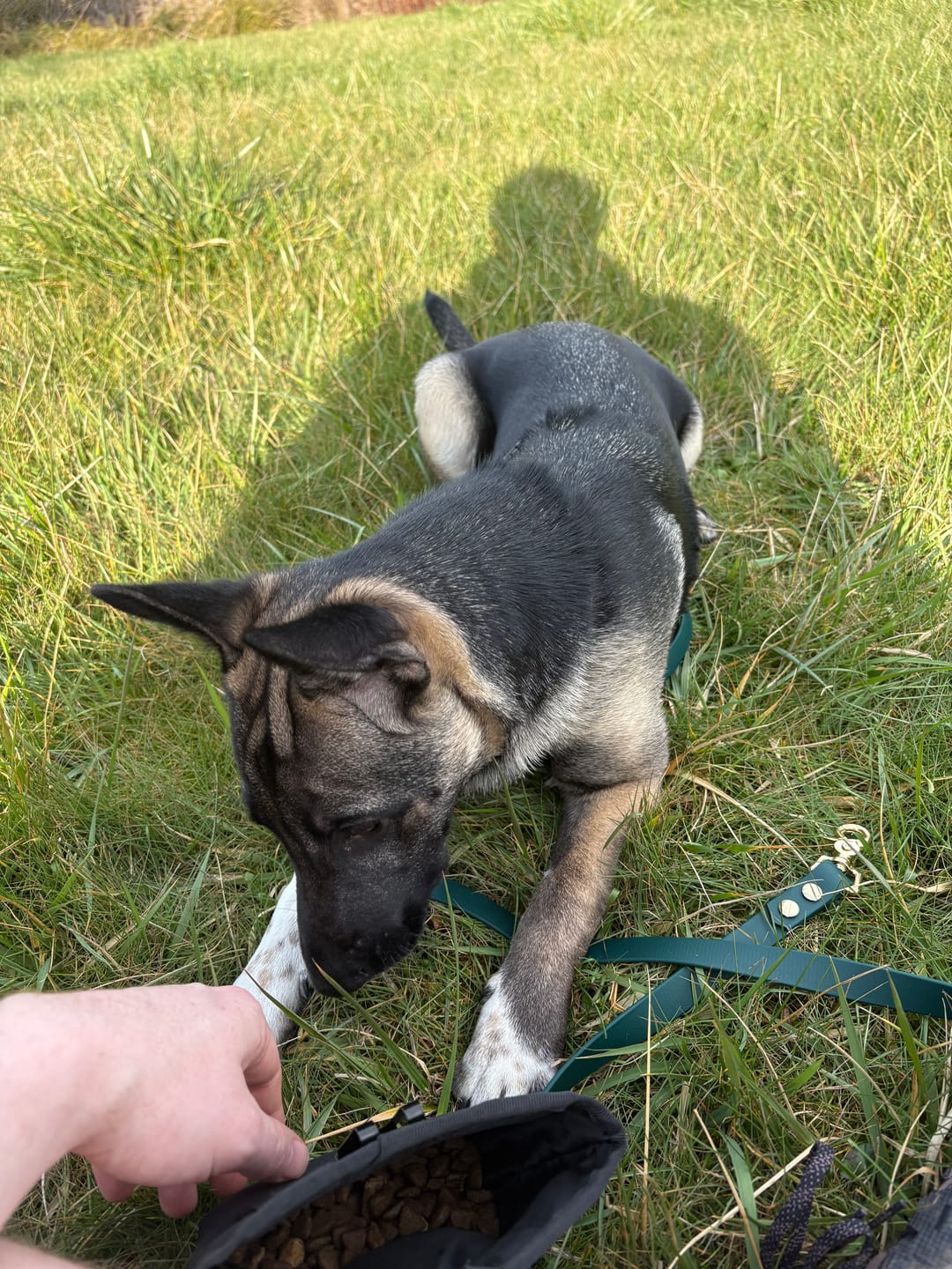 Customer photo review of Waterproof Multi-Way Dog Leash | Built with BioThane®
