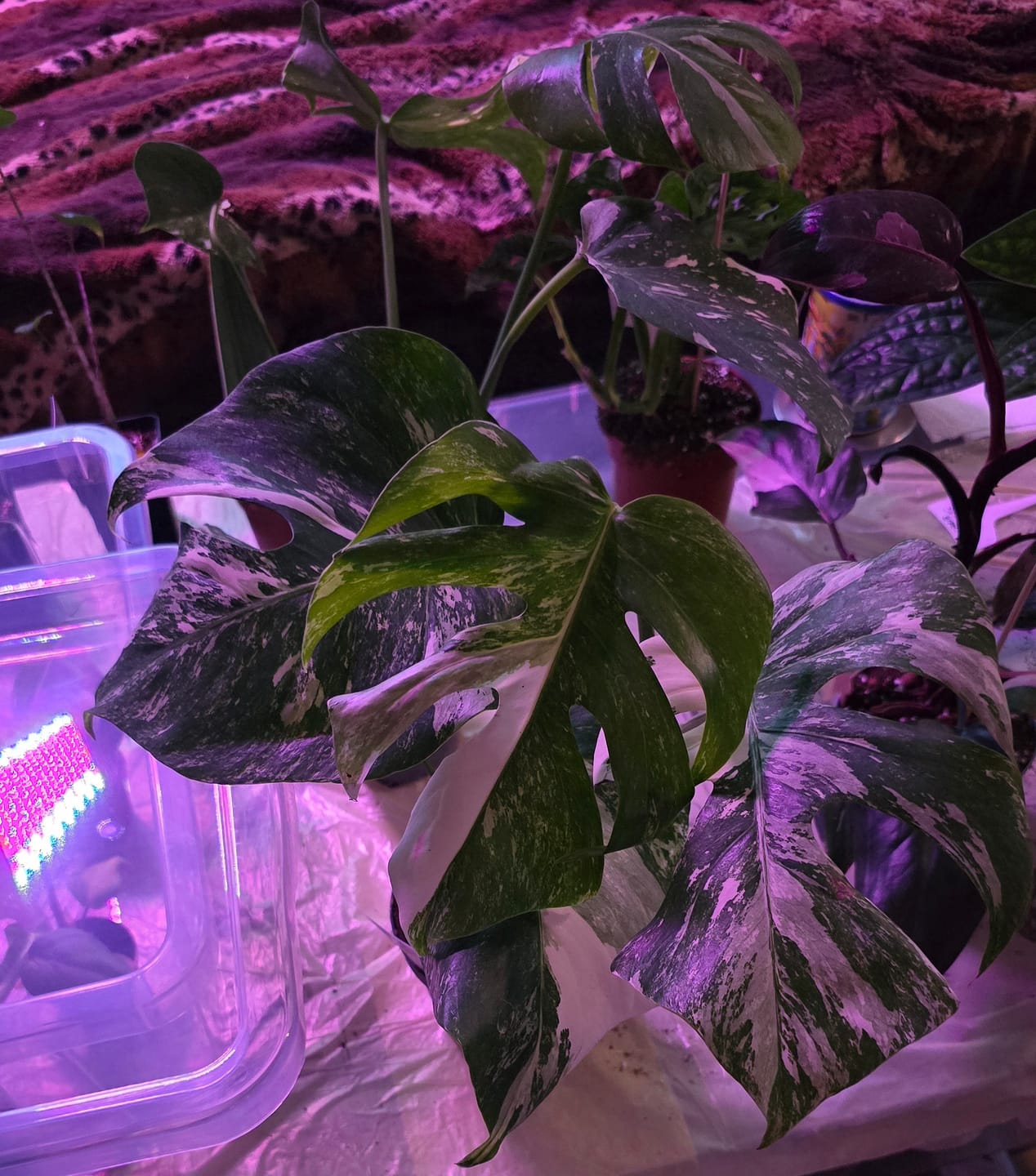 Customer photo review of MONSTERA DELICIOSA VARIEGATA