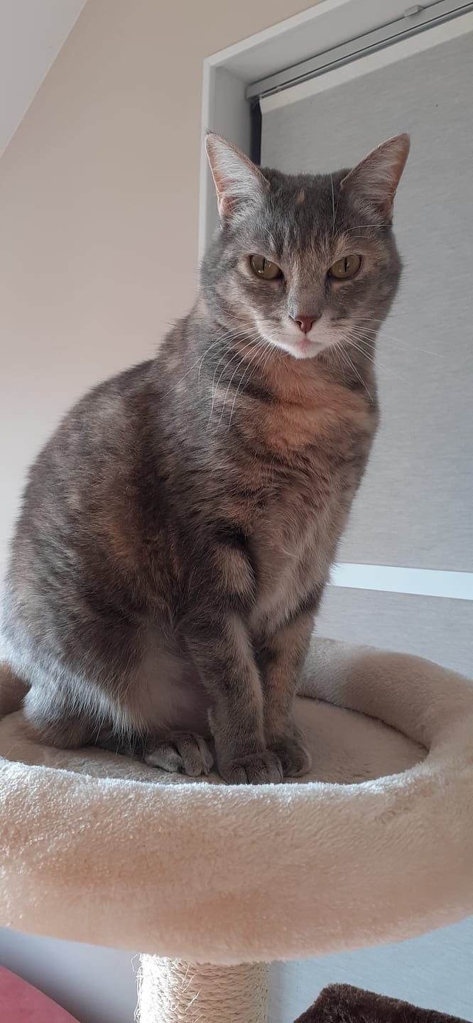 Customer photo review of Croquettes Poulet & Petit Pois - Chat Stérilisé
