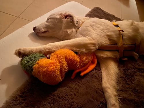 Kundenbewertung mit Foto zu CAILY | Hundedecke & Sofaschutz – Wasserdicht, waschbar & super weich