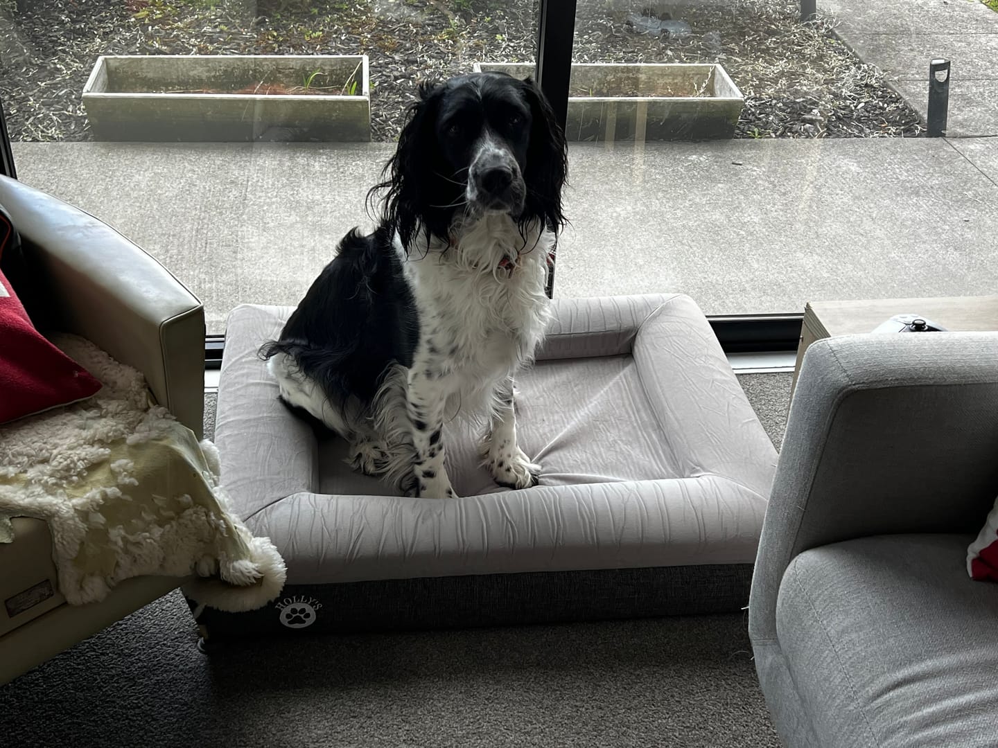 Customer photo review of Orthopaedic Memory Foam Bed