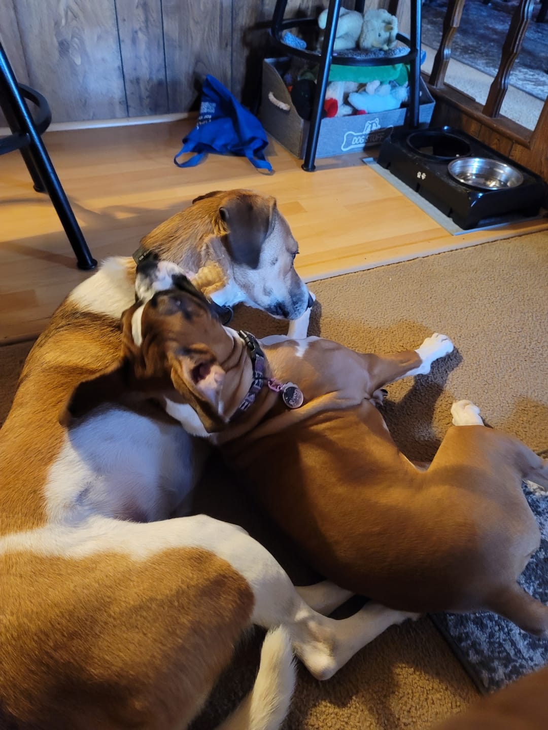 Customer photo review of 12 Inch Trachea Wrapped in Jerky