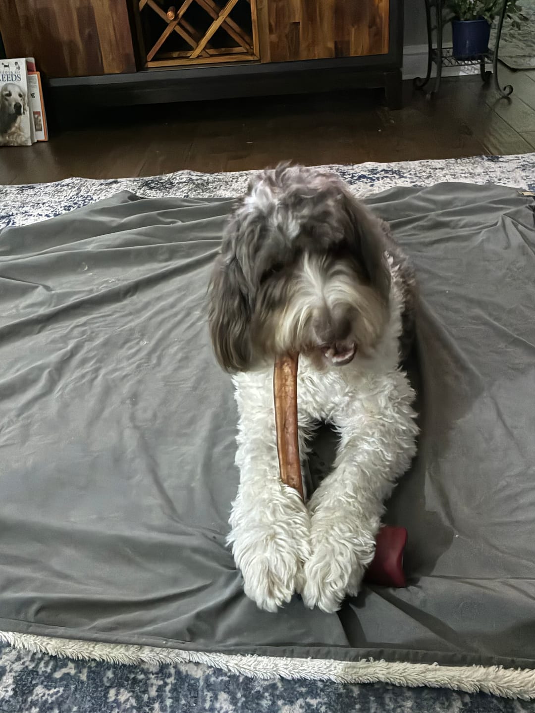 Customer photo review of 12 Inch Monster Bully Stick