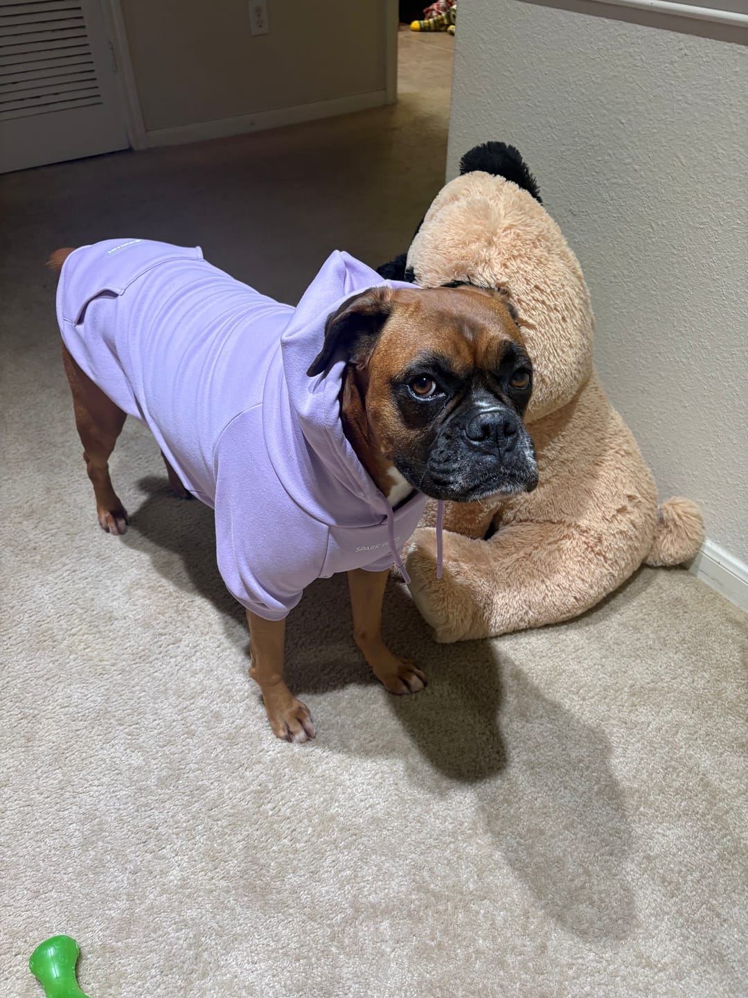Customer photo review of Essential Dog Hoodie - Lavender