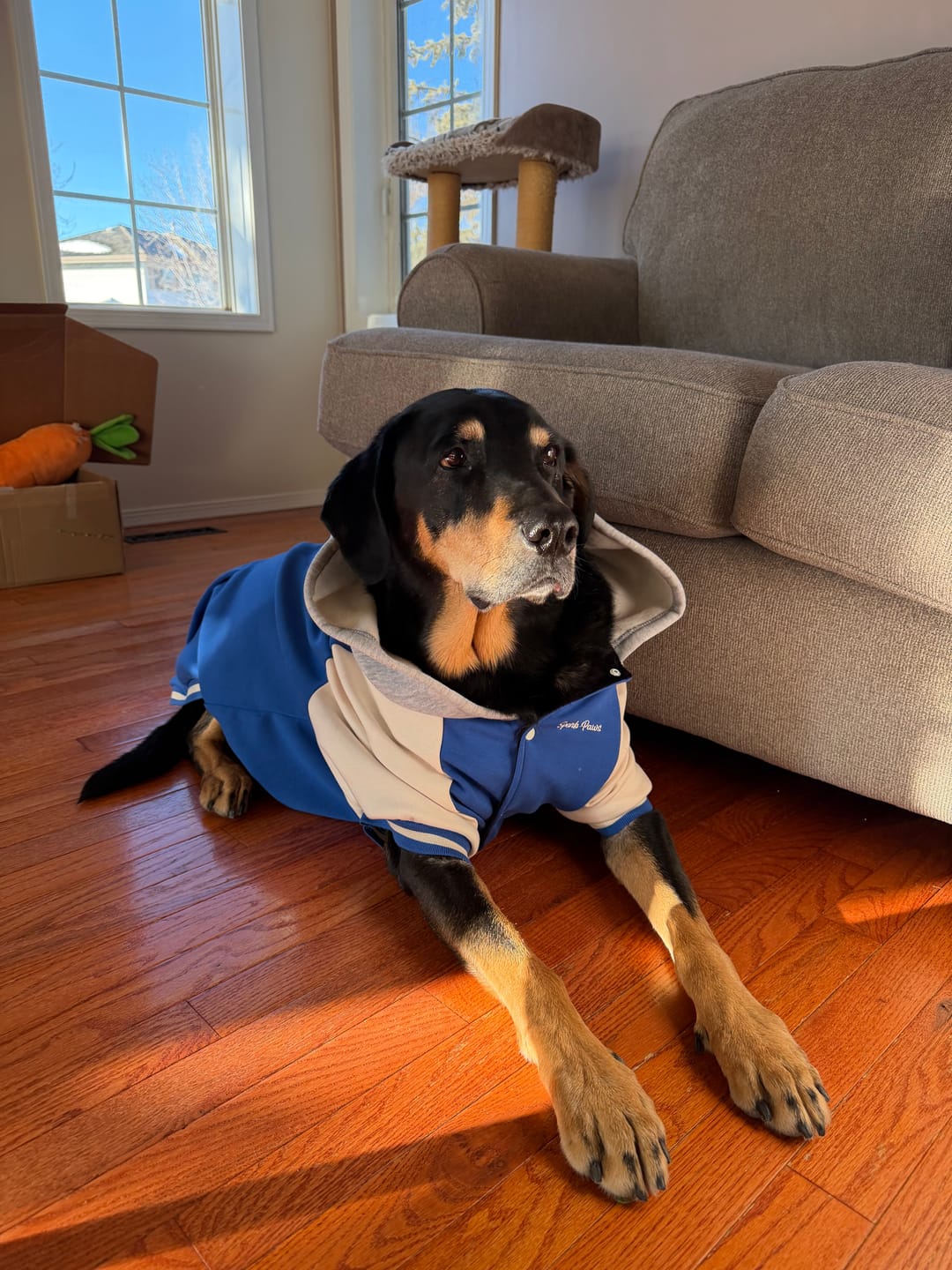 Customer photo review of Dog Varsity Jacket - Blue