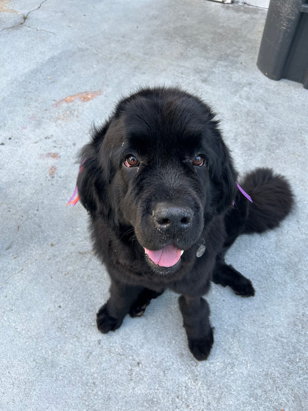 Customer photo review of Pumpkin Yak Chews