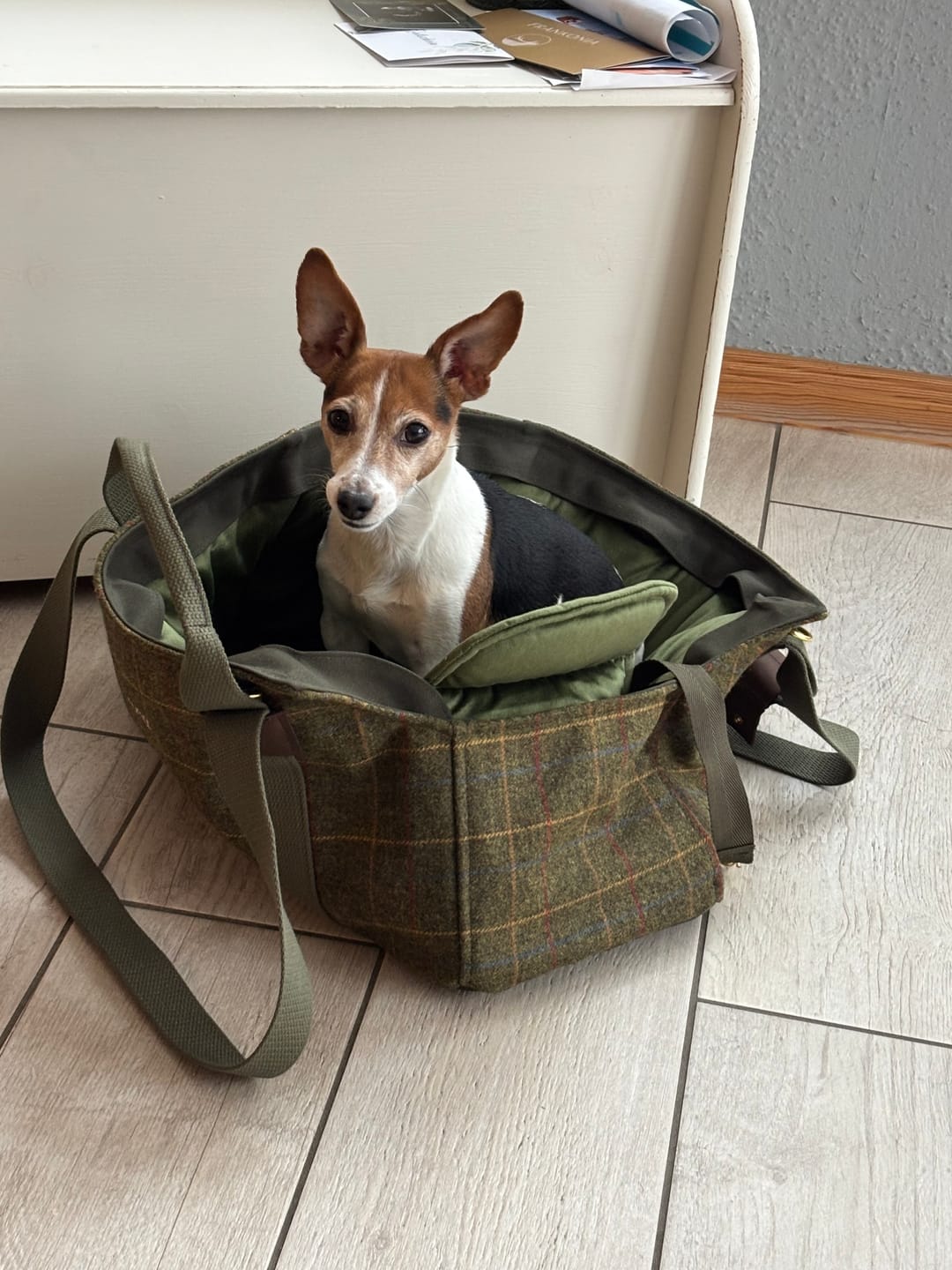 Customer photo review of Hundetasche TWEED