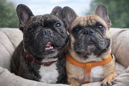 Customer photo review of FunFunPet 高機能ハーネス（お名前タグ作成サービス付き）