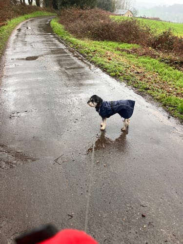 Customer photo review of Husum - Waterproof Dog Coat with Harness Hole Zip