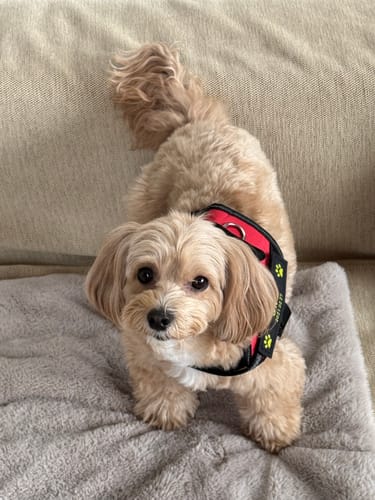 Customer photo review of FunFunPet 高機能ハーネス（お名前タグ作成サービス付き）