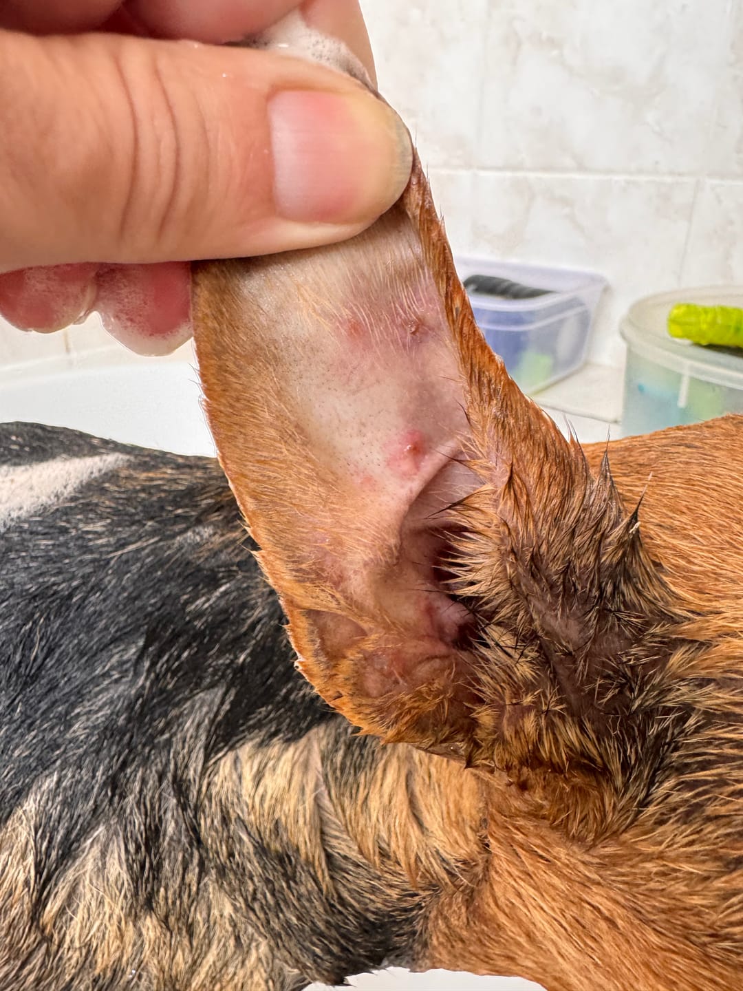 Customer photo review of Doggymin (Skin & Immunity Support For Dogs)